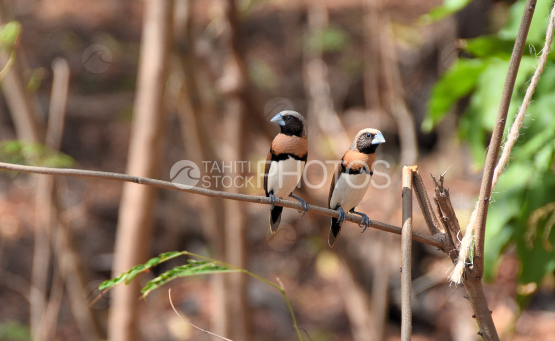 Couple d oiseaux vini posés sur une branche