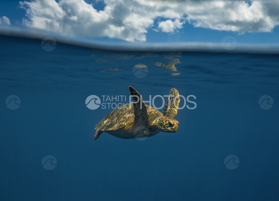 Turtle, Green Turtle, Ocean, French Polynesia, Tahiti