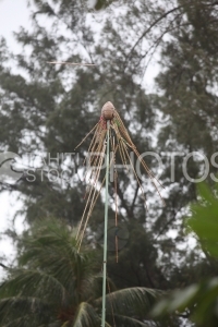 Tahitian and Traditional Spear Contest, Lanceurs de Javelots Traditionnels Polynésiens