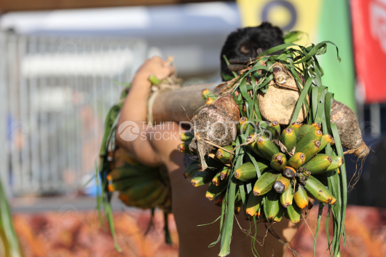 Tahiti, Homme polynésien portant des régimes de bananes sur l'épaule, Course des porteurs de fruits, Tuaro Maohi, Polynésie