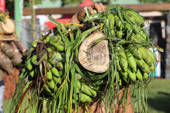 Tahiti, Hommes polynésiens portant des régimes de bananes sur l'épaule, Course des porteurs de fruits, Tuaro Maohi, Polynésie