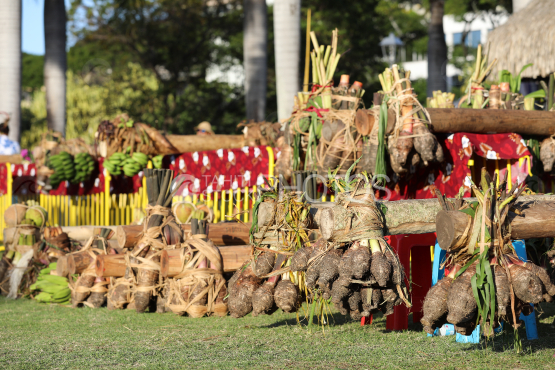 Tahiti, rangée de tubercules de Taro avant la Course des porteurs de fruits, Tuaro Maohi, Polynésie