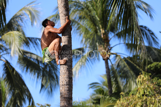 Tahiti, homme au pareo vert grimpant au cocotier, Concours traditionnel Tuaro Maohi, Polynésie
