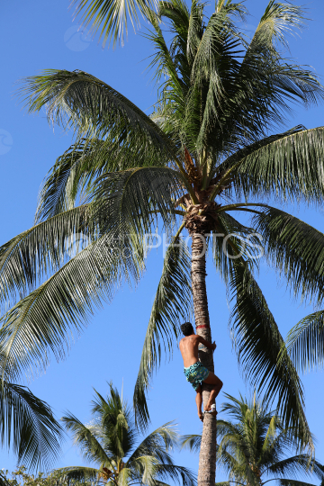 Tahiti, homme au pareo bleu grimpant au cocotier, Concours traditionnel Tuaro Maohi, Polynésie