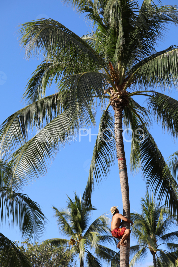 Tahiti, homme au chapeau et pareo rouge grimpant au cocotier, Concours traditionnel Tuaro Maohi, Polynésie