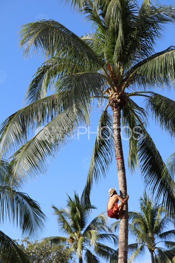 Tahiti, homme en pareo rouge grimpant au cocotier, Concours traditionnel Tuaro Maohi, Polynésie