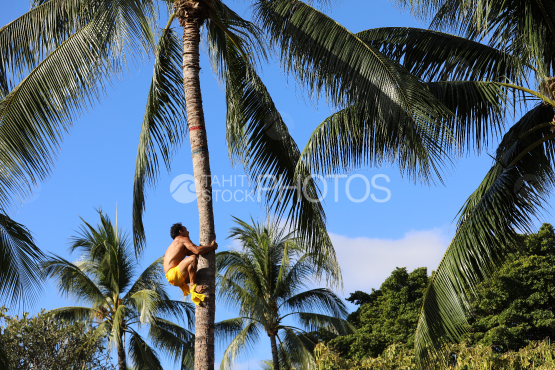 Tahiti, homme grimpant au cocotier, Concours traditionnel Tuaro Maohi, Polynésie