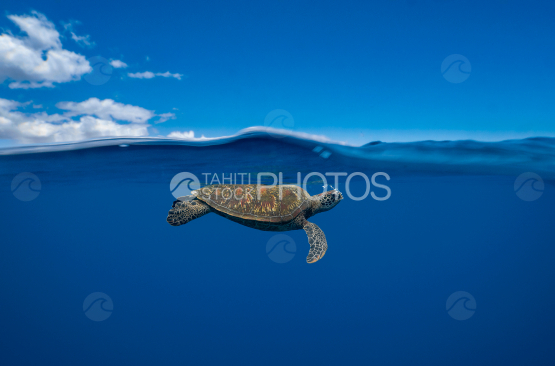 Tortue, tortue verte à la surface de l océan Pacifique, Polynésie française, Tahiti