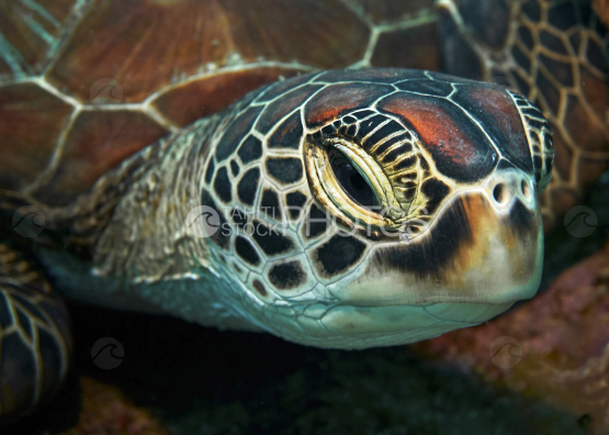  Tortue, portrait de tortue verte au repos, Polynésie française, Tahiti