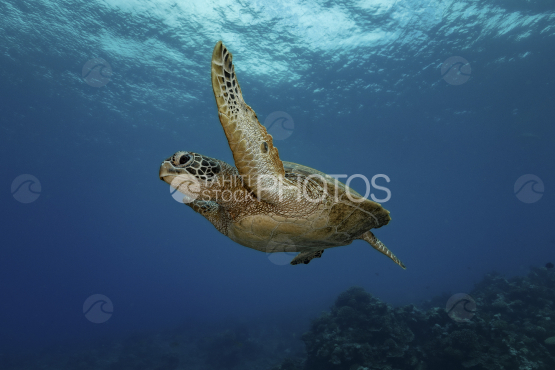 Tortue, tortue verte dans le jadin de corail, Polynésie française, Tahiti