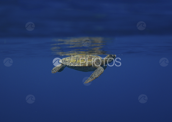 Tortue, tortue verte, Polynésie française, Tahiti