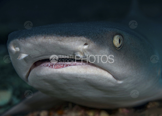 Requin, Requin gris, Polynésie française, Tahiti