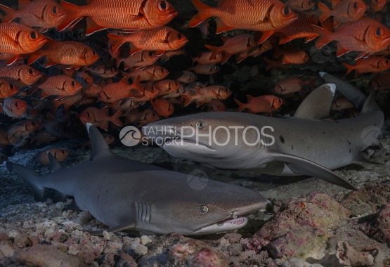 Requin, Requin pointe blanche de lagon, Polynésie française, Tahiti
