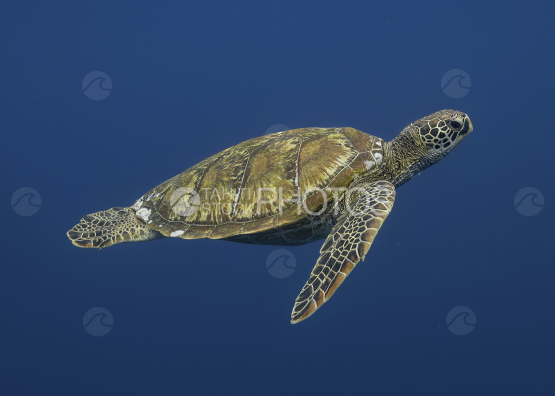 Tortue, tortue verte nageant dans l océan, Polynésie française, Tahiti