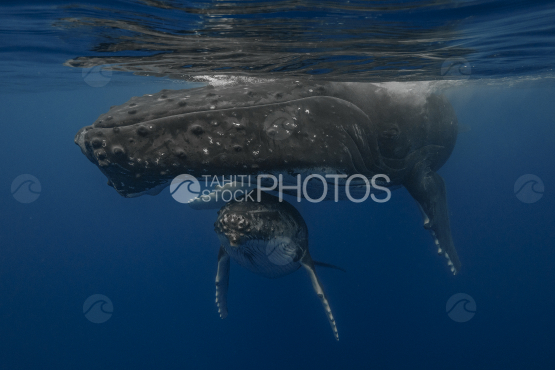 Baleine à bosse et son baleineau au repos à la surface, Polynésie française, Tahiti