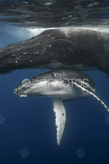 Baleine à bosse et son baleineau près de la surface, Polynésie française, Tahiti