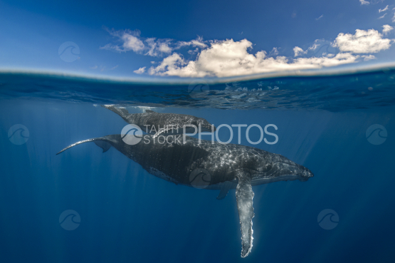 Baleine à bosse et son baleineau près de la surface, Polynésie française, Tahiti