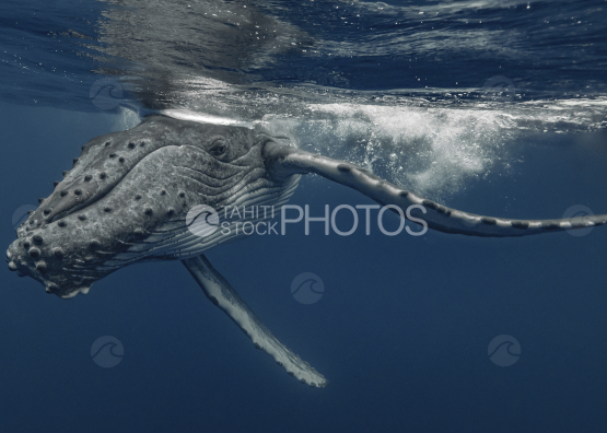 Baleine à bosse et son baleineau, Polynésie française, Tahiti