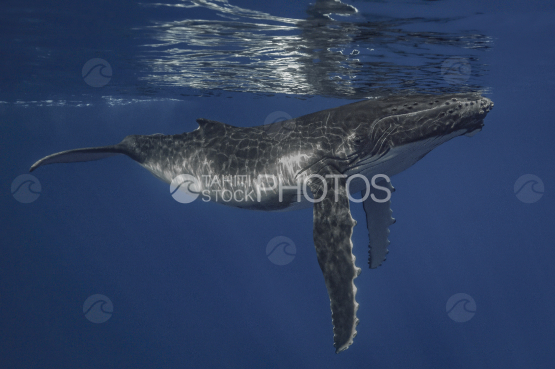Baleine à bosse, baleineau, Polynésie française, Tahiti