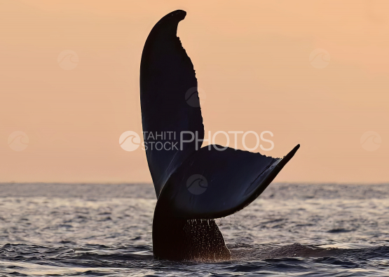 Baleine à bosse et son baleineau, Polynésie française, Tahiti