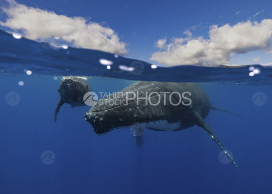 Baleine à bosse et son baleineau, Polynésie française, Tahiti