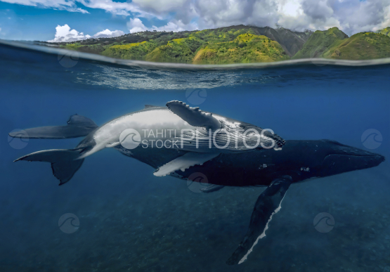 Baleine à bosse et son baleineau, Polynésie française, Tahiti