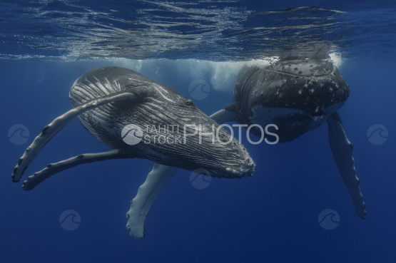 Baleine à bosse et son baleineau, Polynésie française, Tahiti