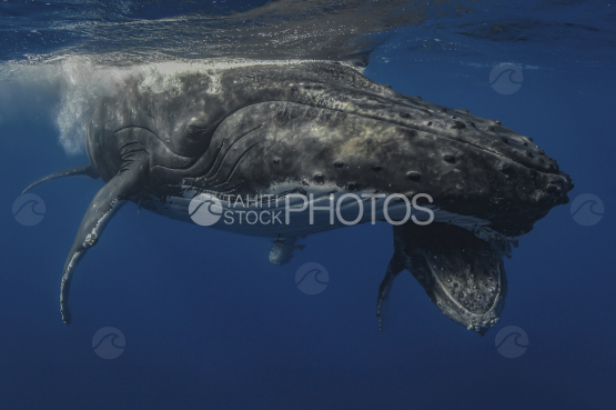 Baleine à bosse et son baleineau, Polynésie française, Tahiti