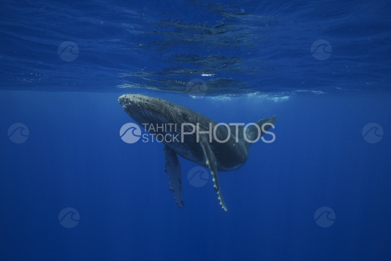 Baleine à bosse, baleineau, Polynésie française, Tahiti