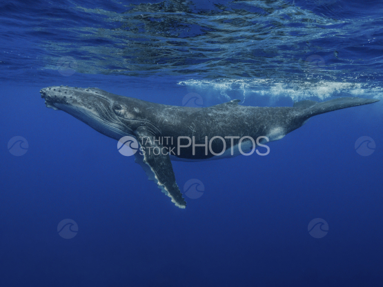 Baleine à bosse, baleineau sous la surface, Polynésie française, Tahiti