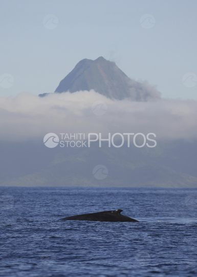 Baleine à bosse et son baleineau, Polynésie française, Tahiti
