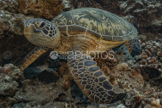 Tortue, tortue verte, Polynésie française, Tahiti