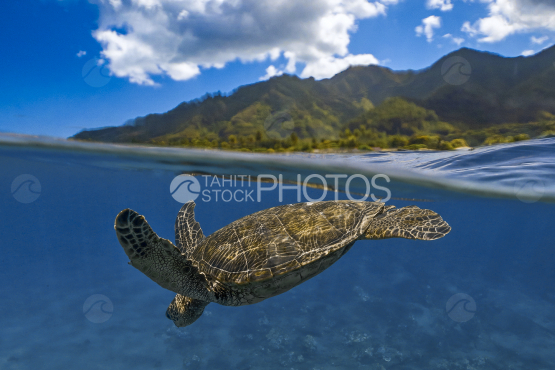 Tortue, tortue verte, Polynésie française, Tahiti