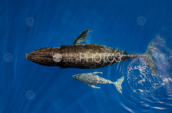 Baleine à bosse et son baleineau, Polynésie française, Tahiti