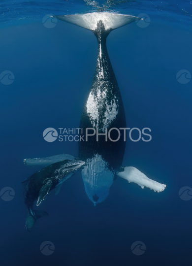 Baleine à bosse et son baleineau, Polynésie française, Tahiti