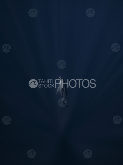 Baleine à bosse, Baleineau dans l océan profond, Polynésie française