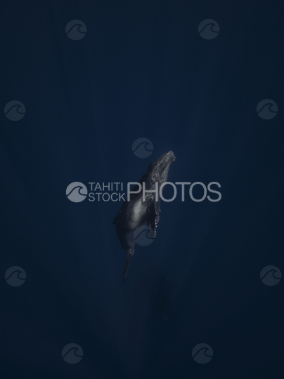 Humpback whale and calf, Deep Ocean, French Polynesia