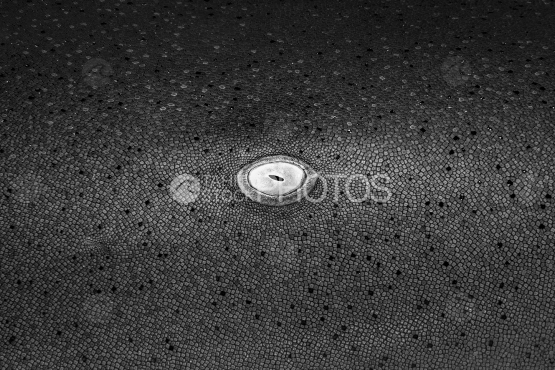 Requin, Oeil de Requin nourrice, Polynésie française, Macro