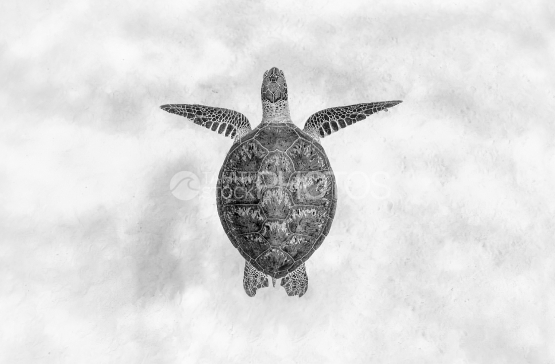 Tortue, tortue verte, Polynésie française, Tahiti