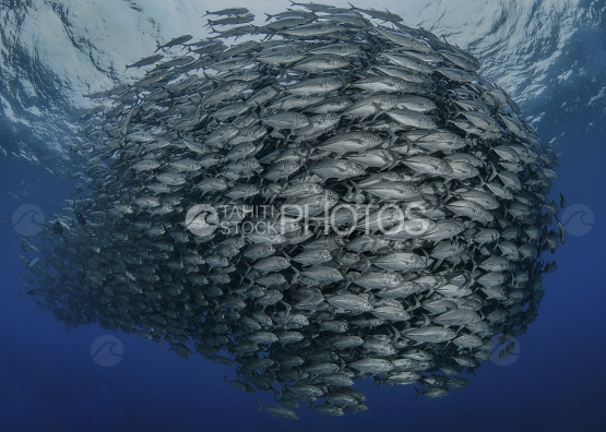 Banc de carangues, Atoll polynesie, Polynésie française, Tahiti,