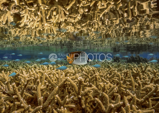 Poisson papillon à chevrons, jardin de corail, Polynésie française, Tuamotu