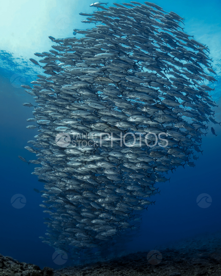 Banc de carangues, Atoll polynesie, Polynésie française, Tahiti,