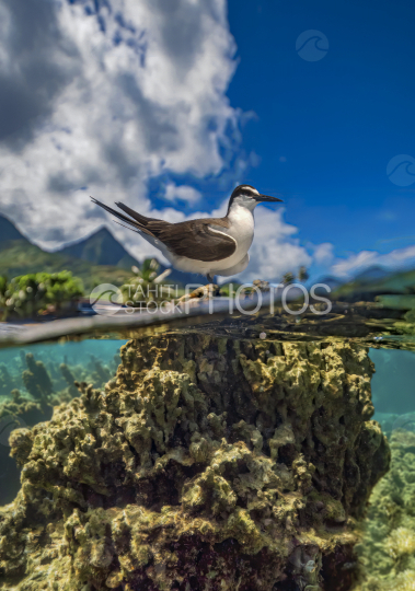 Moorea, oiseau, lagon, montagnes