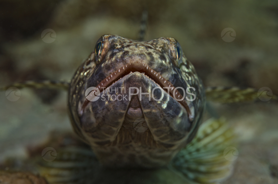 poisson lézard, polynesie, Tahiti, synodus