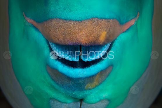 Bec de poisson perroquet, photo macro, Polynésie