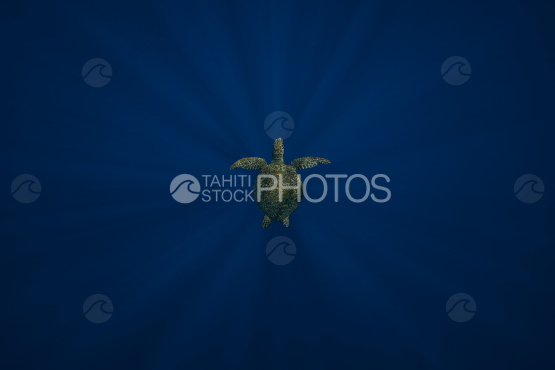 Tortue verte dans l océan profond, Polynésie
