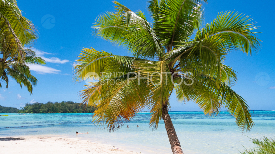 View from Tipaniers beach under a coconut tree, Moorea