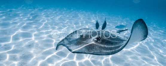 Stingray swimming in the shallow lagoon of Moorea