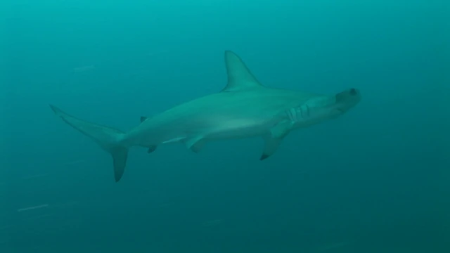 Tahiti Stock Footage: Hammerhead shark Lewini