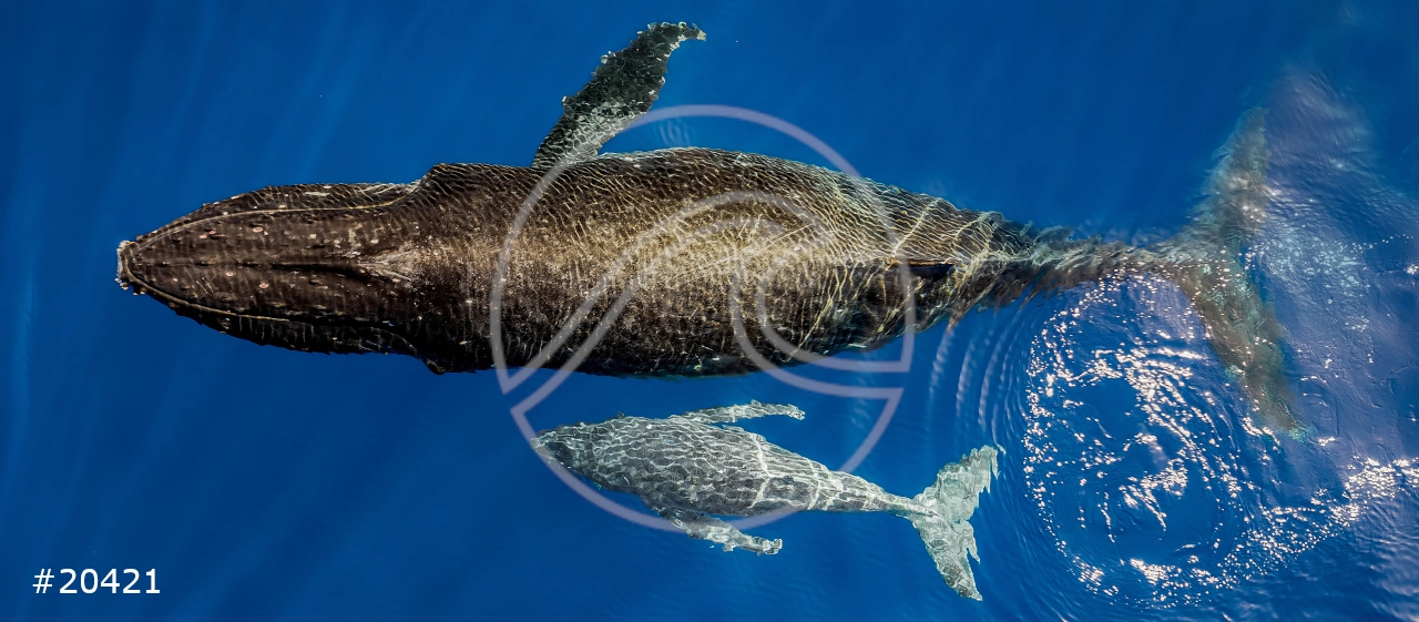 Tahiti Stock Photos : Whales